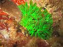 anémone charnue - Cribrinopsis crassa